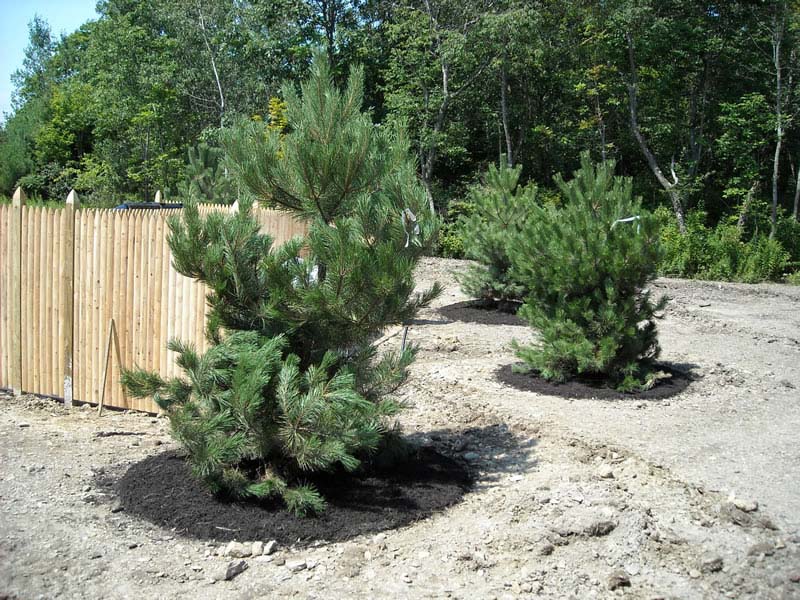 Property maintenance and tree care